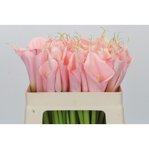 Zantedeschia Eydolls Salmon