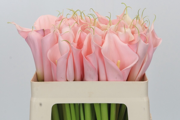 Zantedeschia Eydolls Salmon