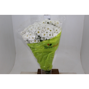 CRISANTEMO SANTINI DESMONT 070 CM