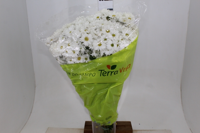 CRISANTEMO SANTINI DESMONT 070 CM