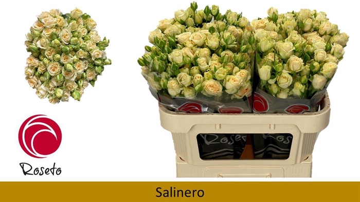 <h4>R Tr Salinero</h4>