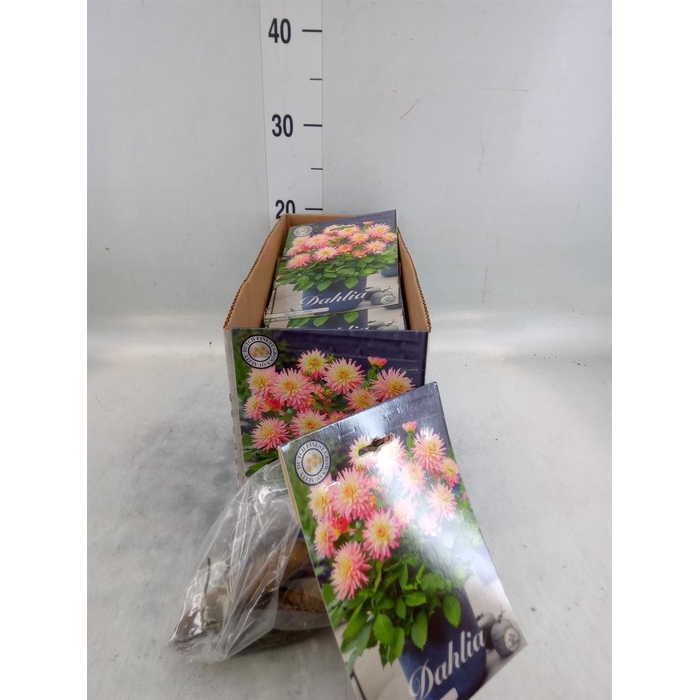 <h4>Dahlia   ...flowerbulbs</h4>