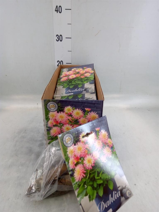 Dahlia   ...flowerbulbs