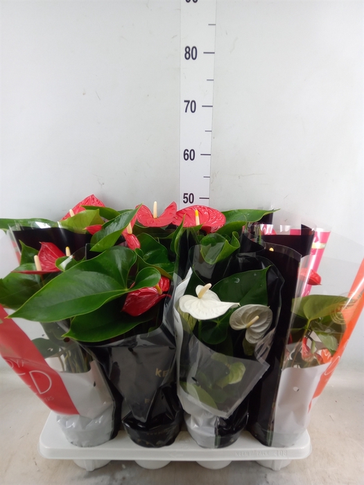 <h4>Anthurium   ...mix</h4>