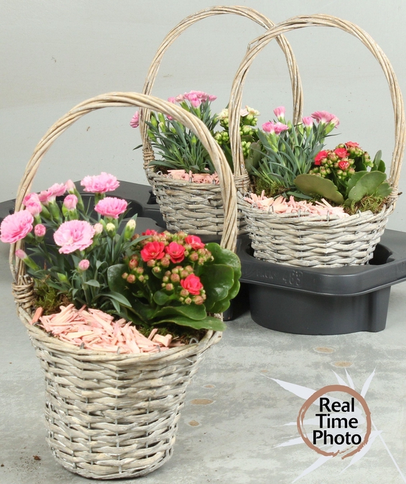 <h4>ARR TUINPLANTEN</h4>