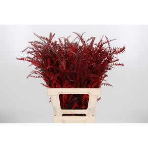 Grevilea Ivanhoe Kl Bh Rood