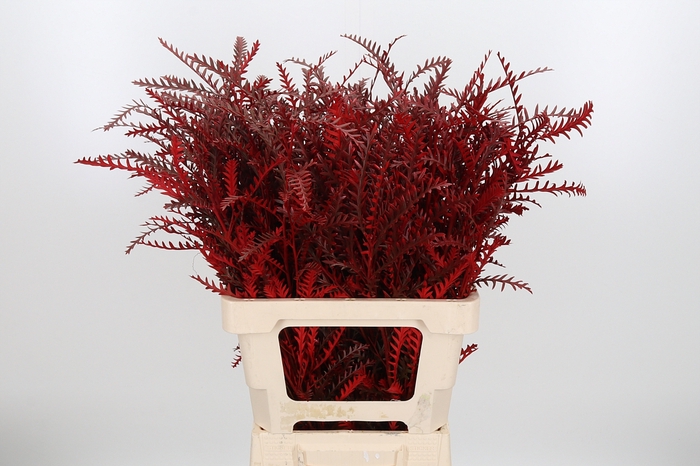 <h4>Grevilea Ivanhoe Kl Bh Rood</h4>