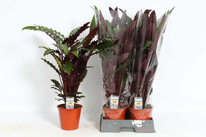 <h4>CALAT RUF WAVESTAR</h4>