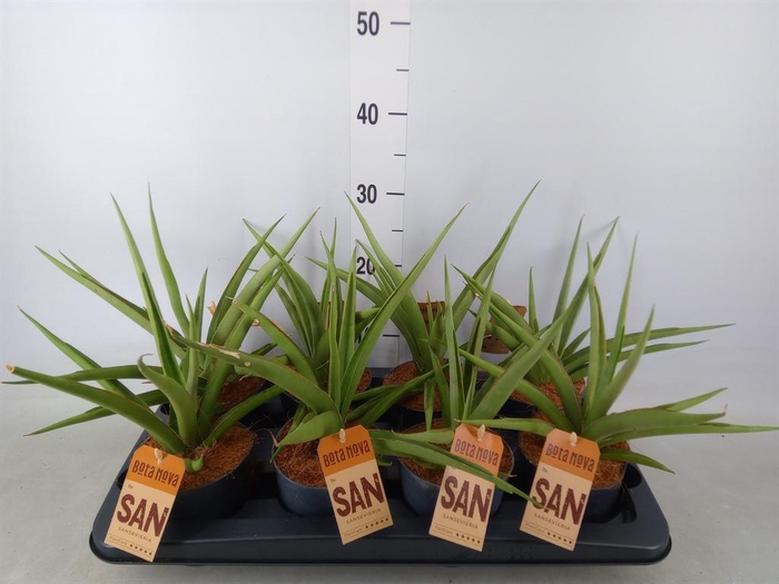 <h4>Sansevieria   ...</h4>