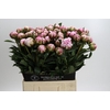 Paeonia Sarah Bernhardt