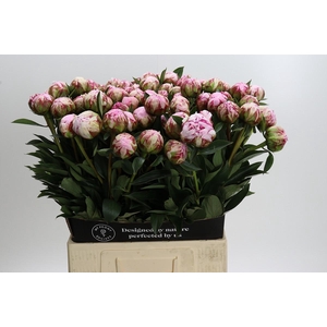 Paeonia Sarah Bernhardt