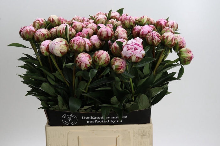 <h4>Paeonia Sarah Bernhardt</h4>