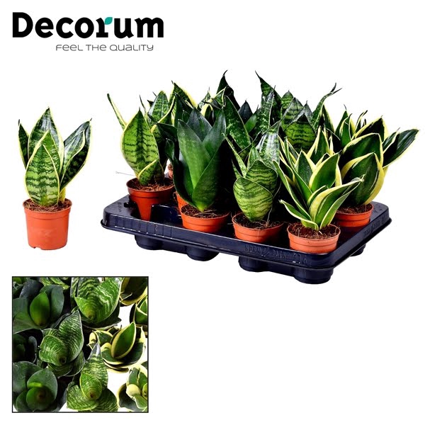 <h4>Sansevieria Dwarf Mix</h4>