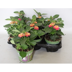 Lantana bandolero Lychee