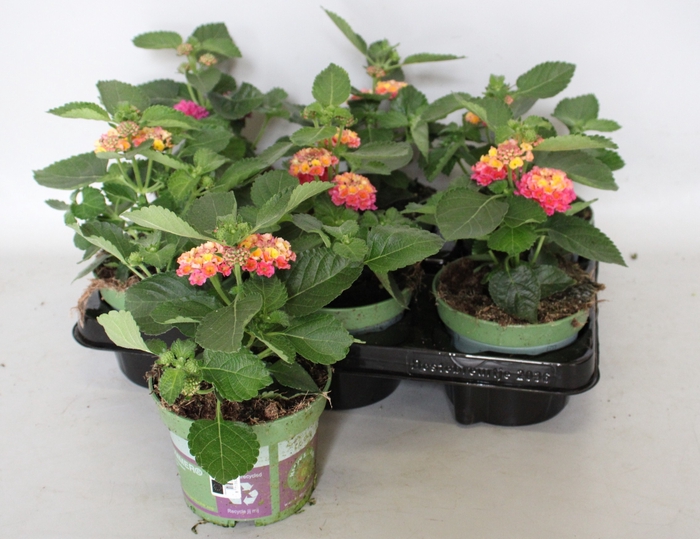 <h4>Lantana bandolero Lychee</h4>
