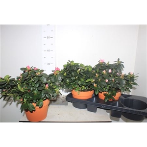 Rhodo Si Gem 3 Srt 35cm Xxl