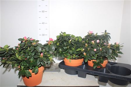 <h4>Rhodo Si Gem 3 Srt 35cm Xxl</h4>