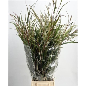 GREVILLEA SPIDERMAN PER BOS 200GR