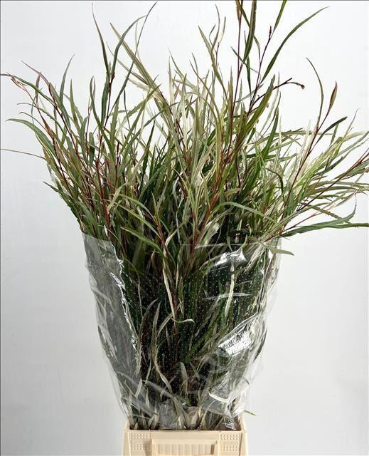 <h4>GREVILLEA SPIDERMAN PER BOS 200GR</h4>