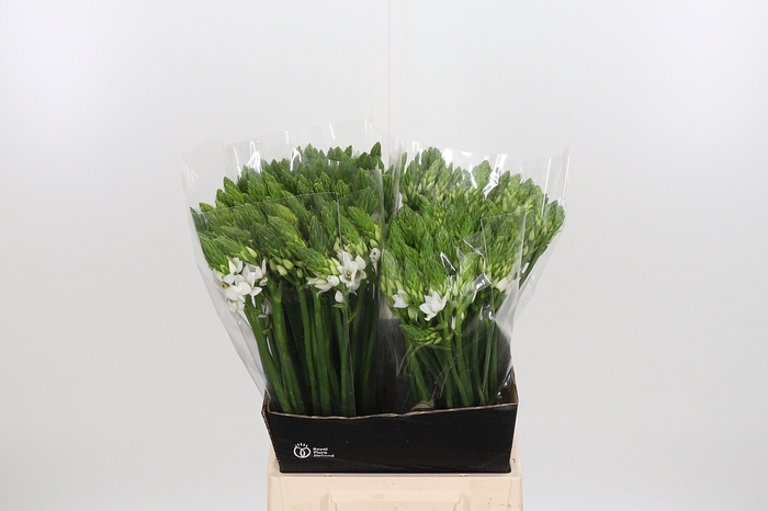 <h4>Ornithogalum Thyrsoides</h4>