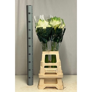 ZANT AE GREEN GODDES