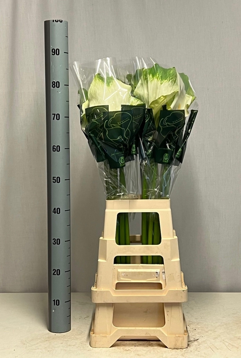 <h4>ZANT AE GREEN GODDES</h4>