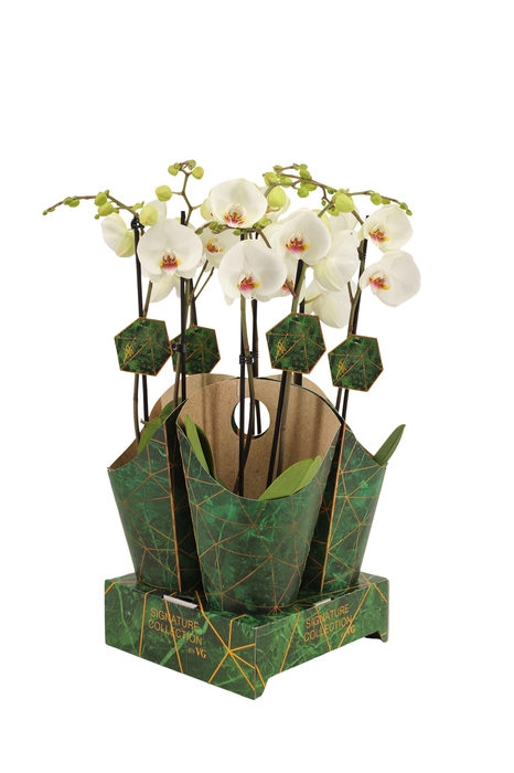 <h4>Signature Golden Nature Cover Phal Polar Bear 2T16+</h4>