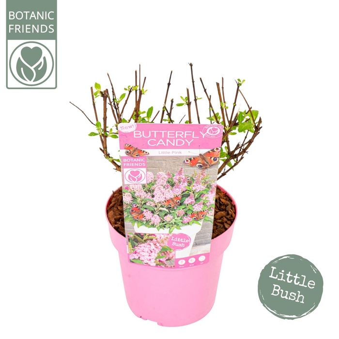 <h4>Buddleja Butterfly Candy Little Pin</h4>