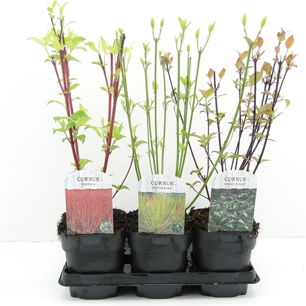 <h4>Cornus mix tray 3 soorten</h4>