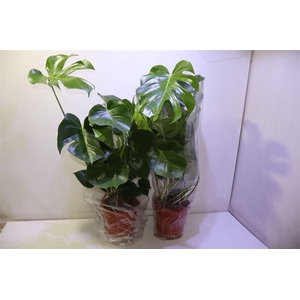 arr8 Monstera Deliciosa