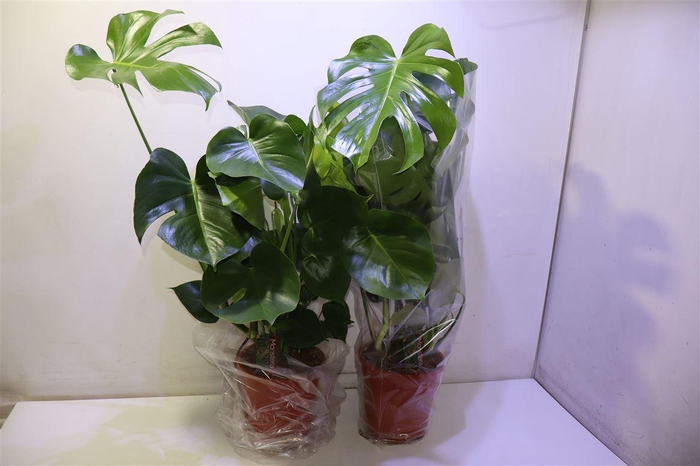 <h4>Monstera Deliciosa</h4>
