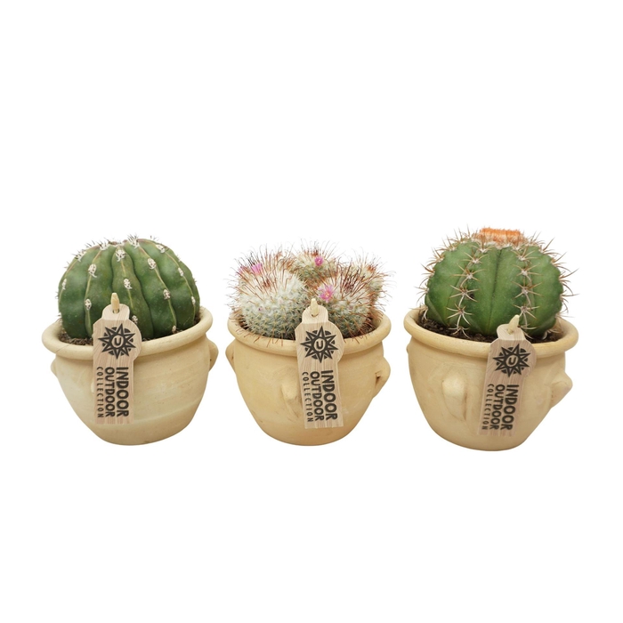 <h4>Cactus   ...mix</h4>
