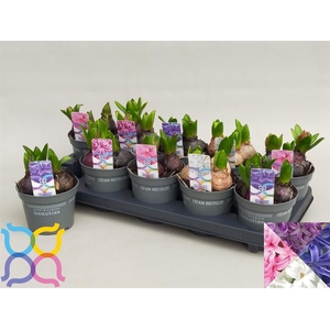 Hyacinthus Pearl mix 12Ø 15cm 3pp