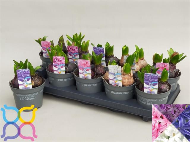 Hyacinthus Pearl mix 12Ø 15cm 3pp
