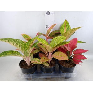 Aglaonema   ...