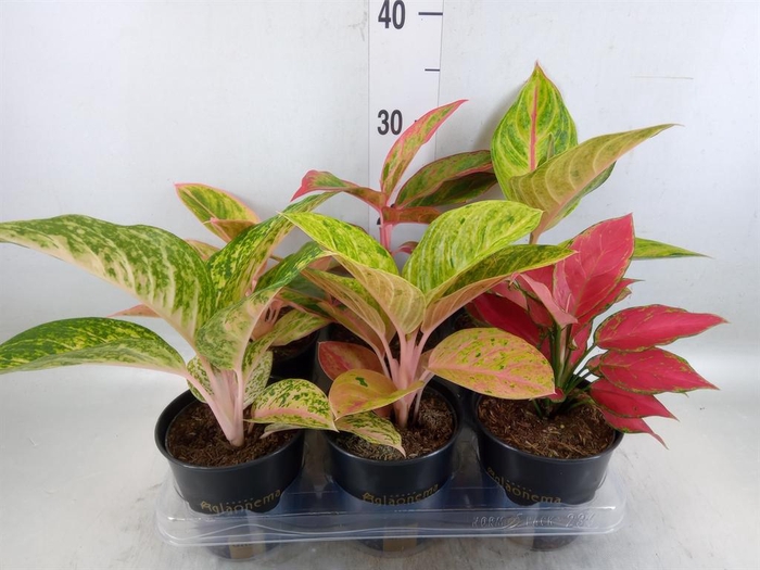<h4>Aglaonema ...</h4>