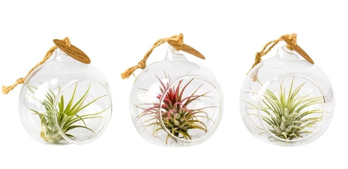 <h4>Arr.  Tillandsia L%</h4>