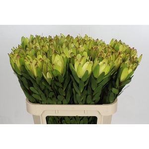 Leucadendron Goldstrike