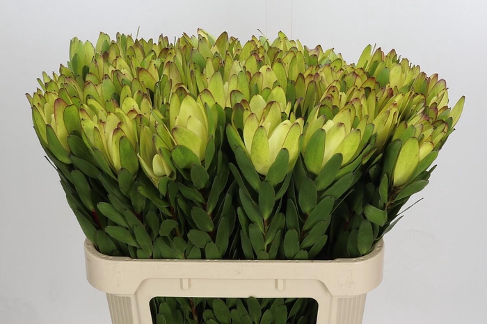 <h4>Leucadendron Goldstrike</h4>
