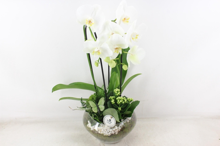 <h4>arr2 PL - Glas Olay phal wit</h4>