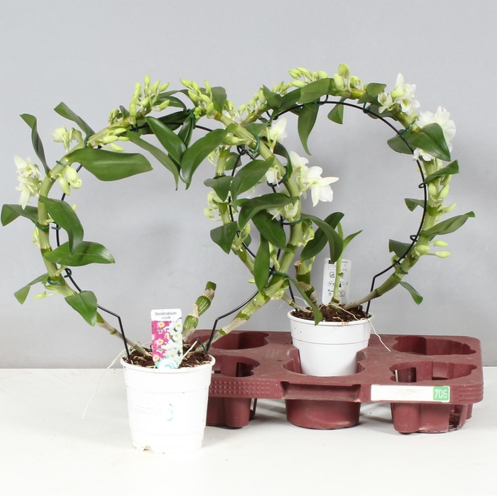 arr8 Dendr N Sc Apollon Mirror