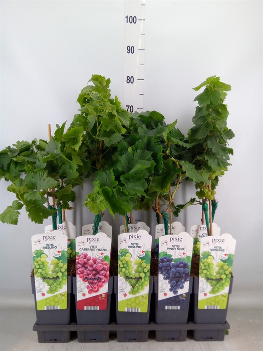 <h4>Vitis vinifera</h4>