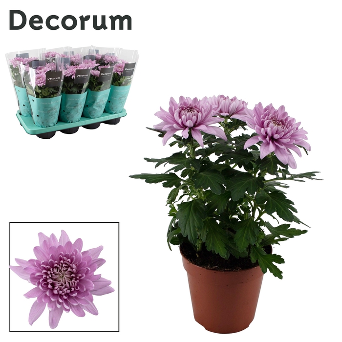 <h4>Decorum Chrysanne® Zembla Next Pink</h4>