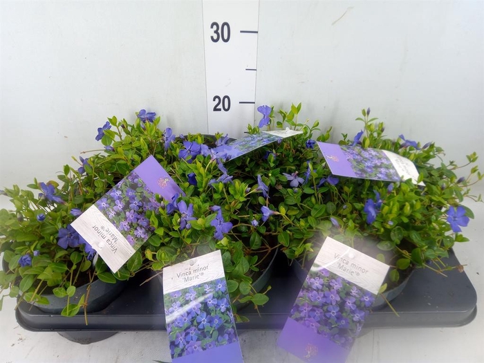 <h4>Vinca minor</h4>