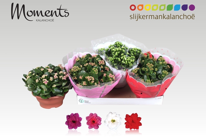 <h4>KAL GE GEM 4 KL</h4>