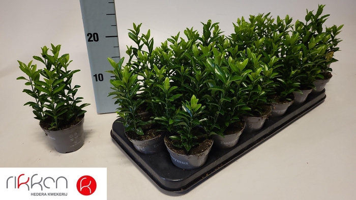 arr8 Euonymus Ja Gr Spire