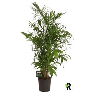 Chamaedorea seifrizii