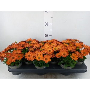 Osteospermum  'Senorita Lucia'
