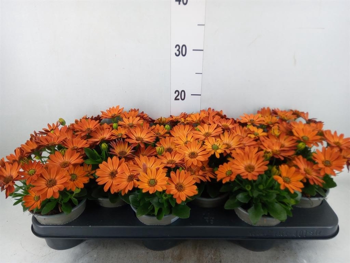 <h4>Osteospermum  'Senorita Lucia'</h4>