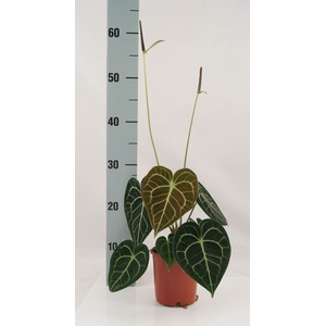 Anthurium Clarinervium